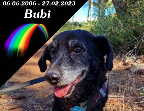 Bubi