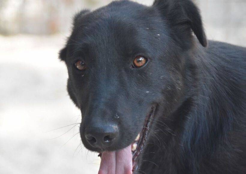 Kozino (Jacky)