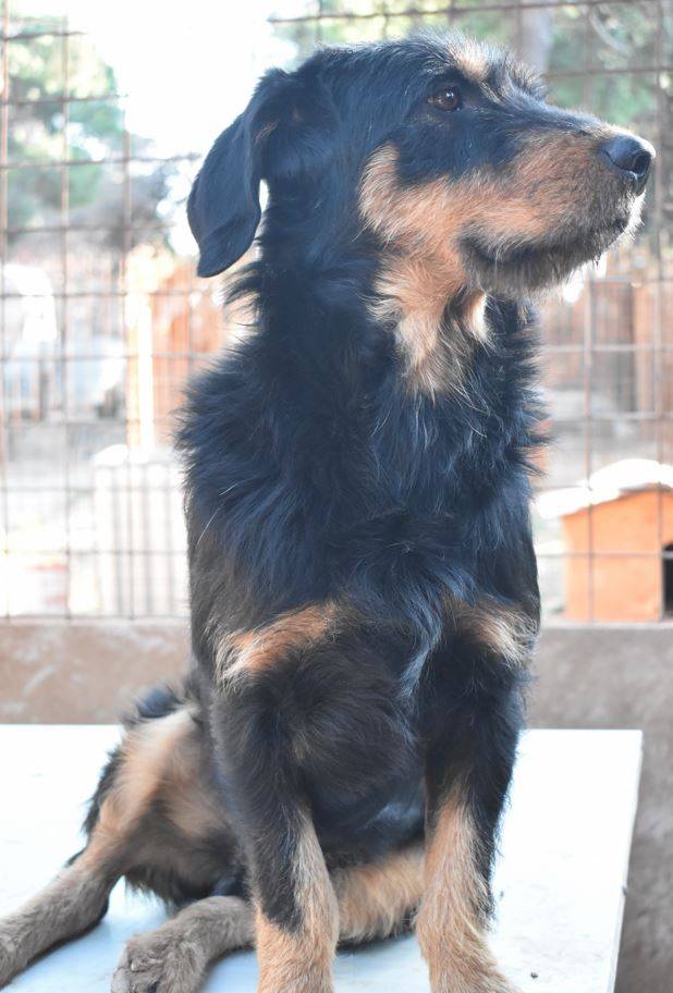 Scooby