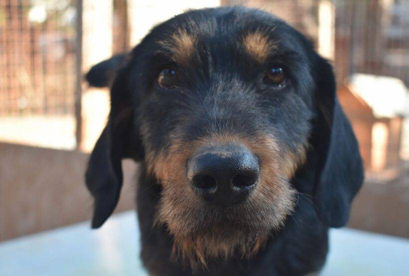 Scooby