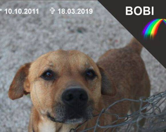 Bobi