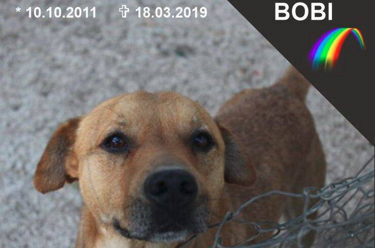 Bobi