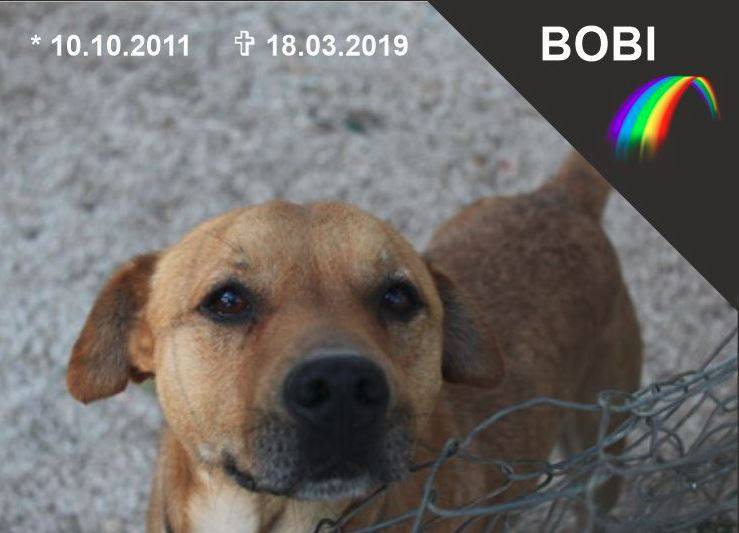 Bobi
