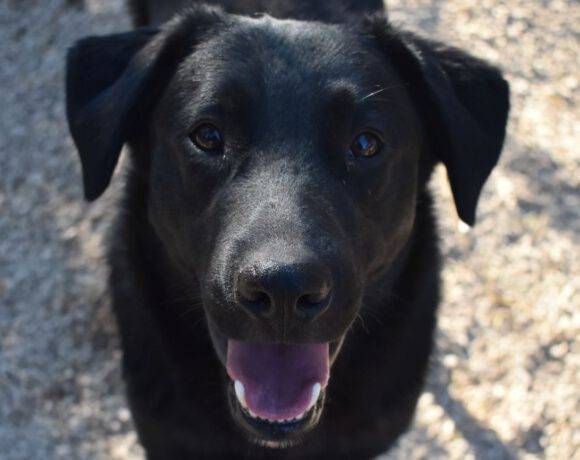 Vito