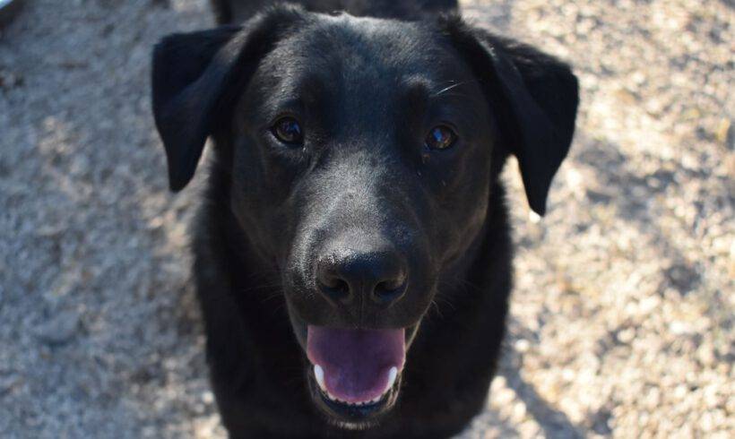 Vito