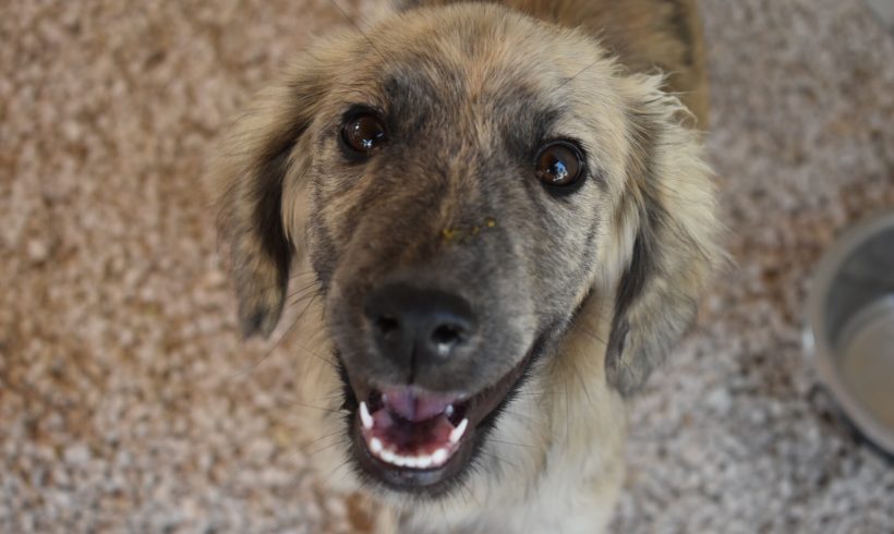 Sammy