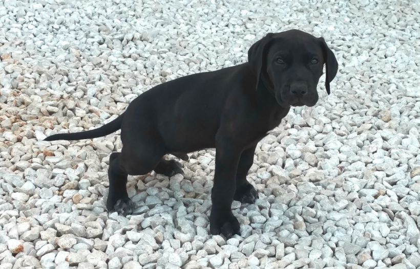 Murphy