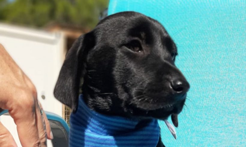 Luis