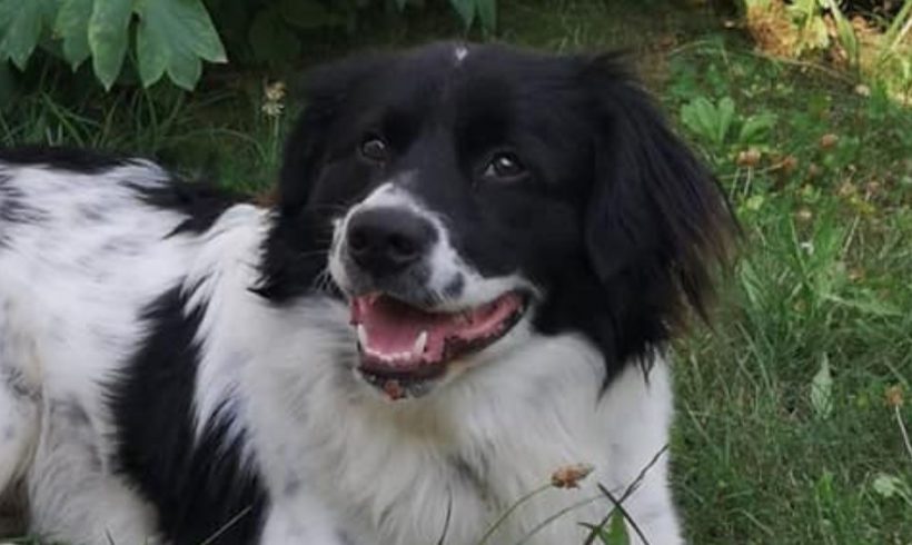 Lenni