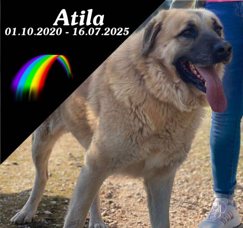 Atila Atila