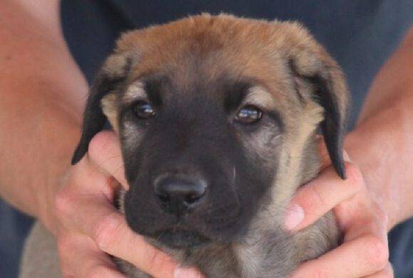 Ronja
