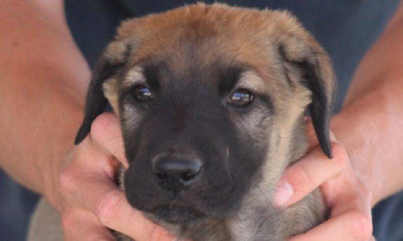 Ronja