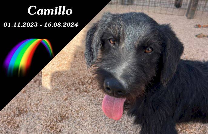 Camillo