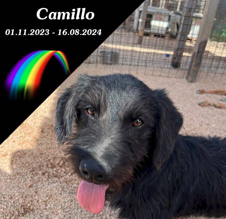 Camillo