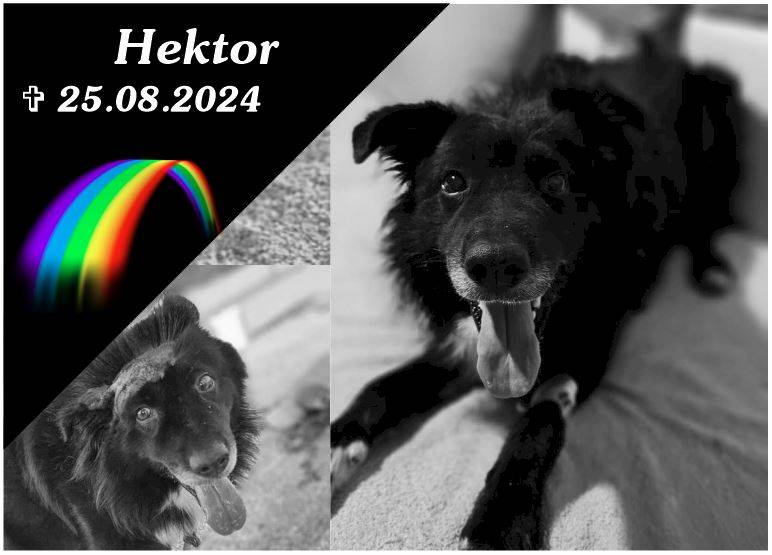 Hektor