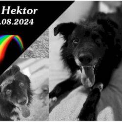 Hektor