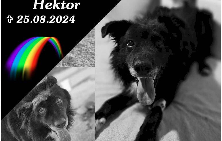 Hektor