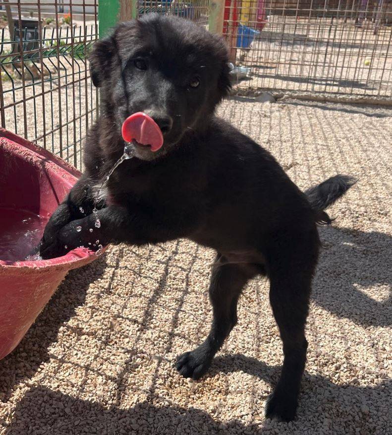 Vito