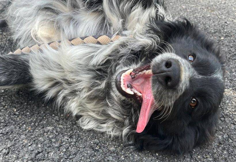 Boki
