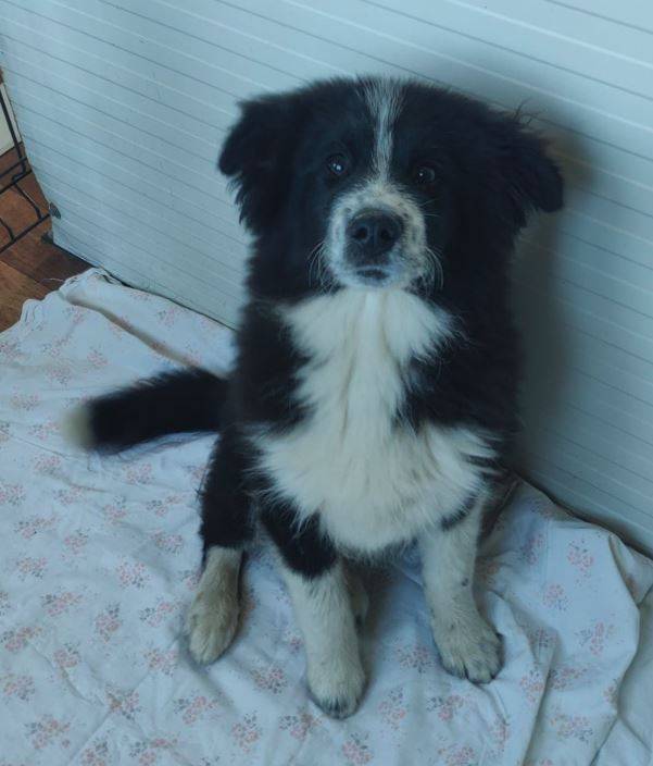Fido Fido