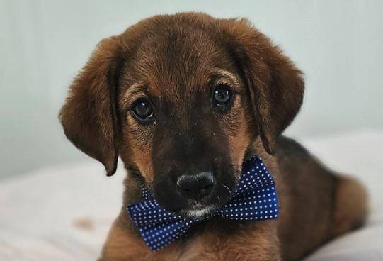Bruno