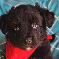 Cooper