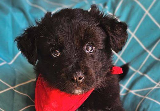 Cooper