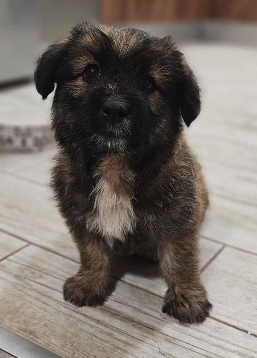 Nala Nala