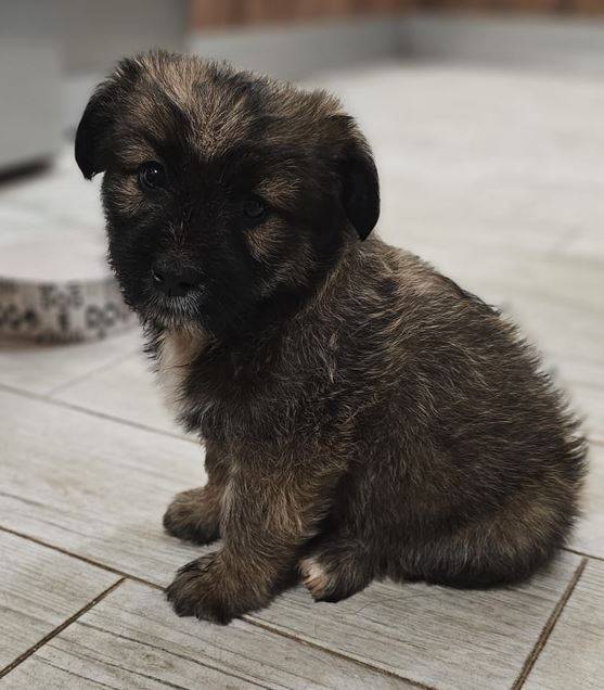 Nala Nala