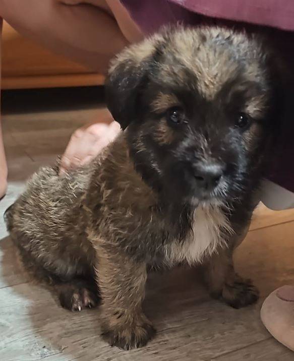 Nala Nala