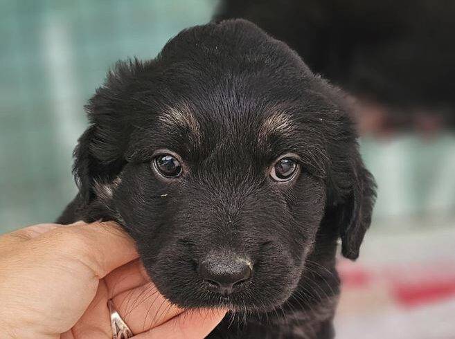 Samu