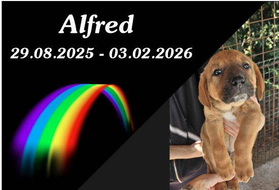 Alfred