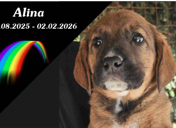 Alina