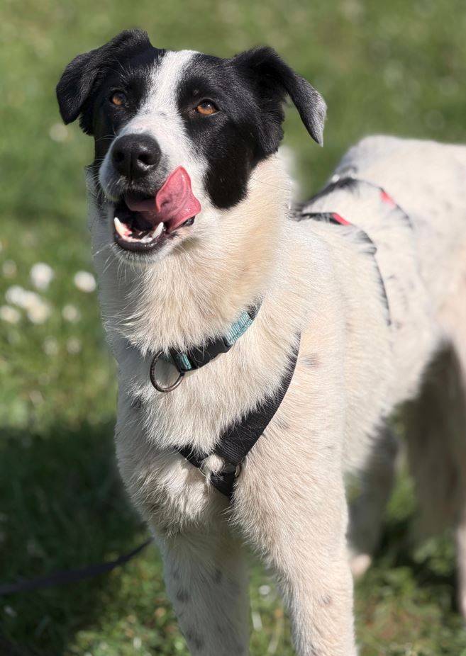 Sophie Sophie